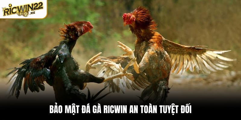 Bảo mật đá gà Ricwin an toàn tuyệt đối