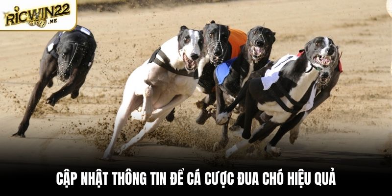 Cập nhật thông tin để cá cược đua chó hiệu quả