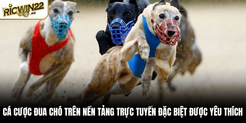 Cá cược đua chó trên nền tảng trực tuyến đặc biệt được yêu thích