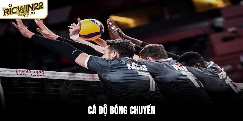 Cá độ bóng chuyền