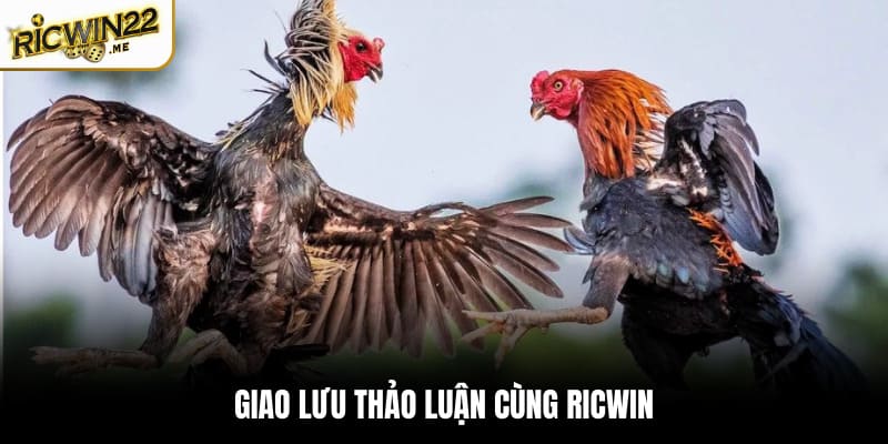 Giao lưu thảo luận cùng Ricwin