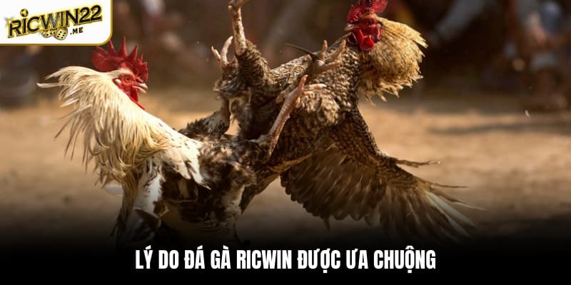 Lý do đá gà Ricwin được ưa chuộng
