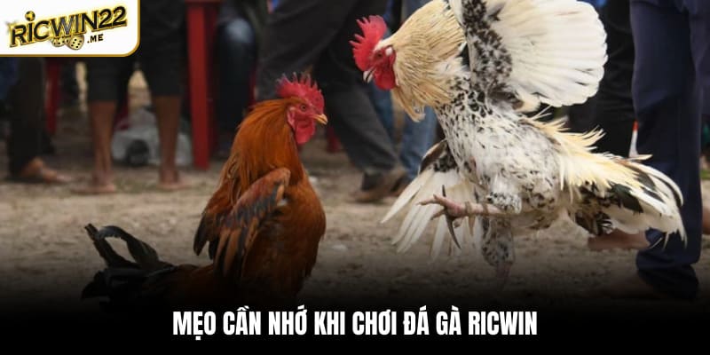 Mẹo cần nhớ khi chơi đá gà Ricwin